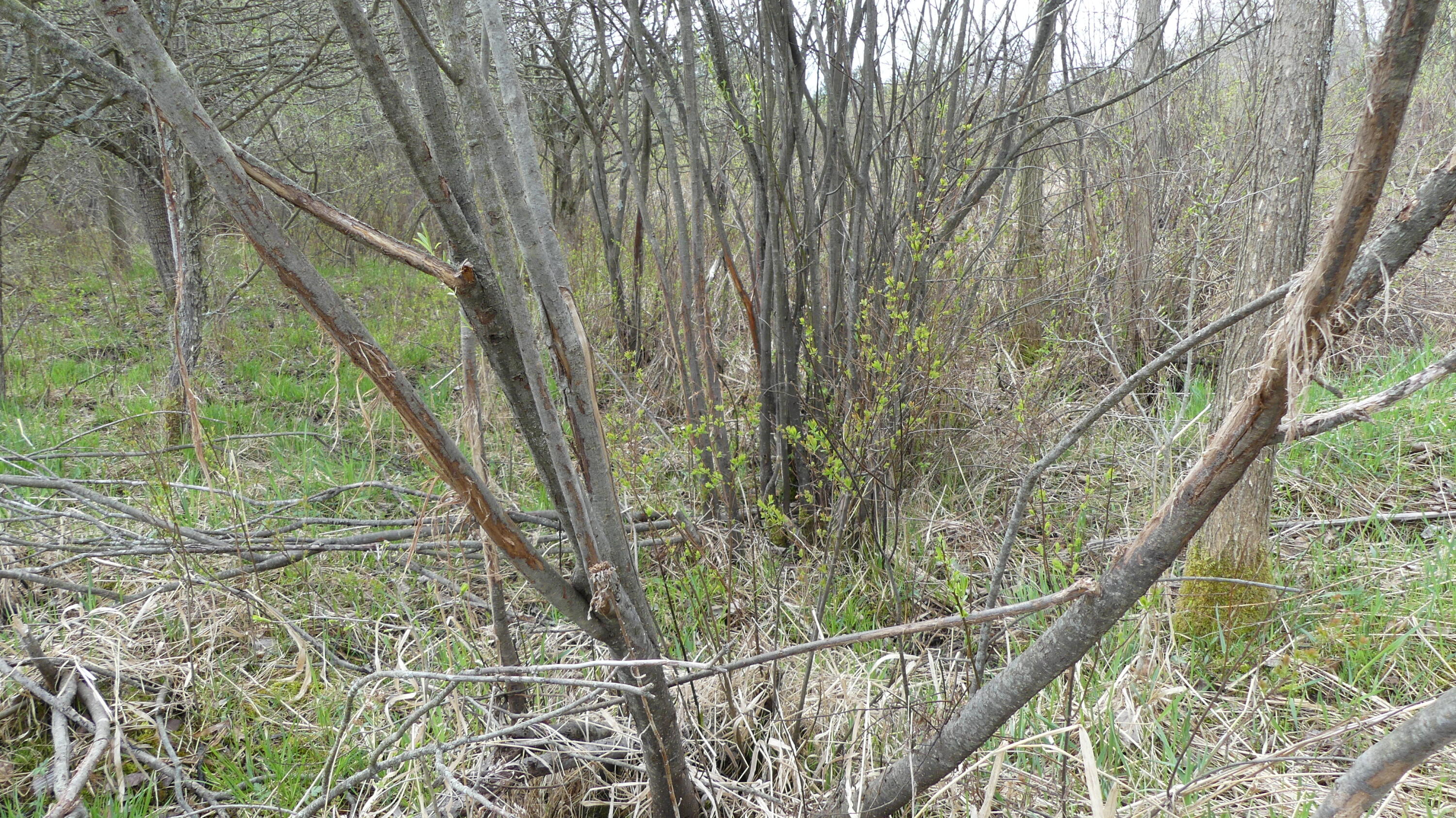 2390 North Larson Road Fountain, MI 49410 - Photo 40 of 65 P1050532