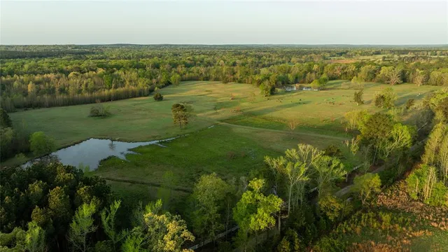 a view of a lush green forest with trees