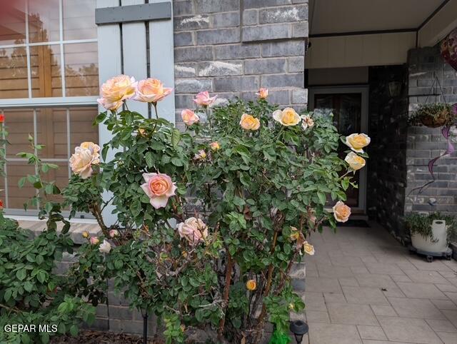 145 Libby Road Canutillo, TX 79835 - Photo 5 of 22 145 Libby Roses2