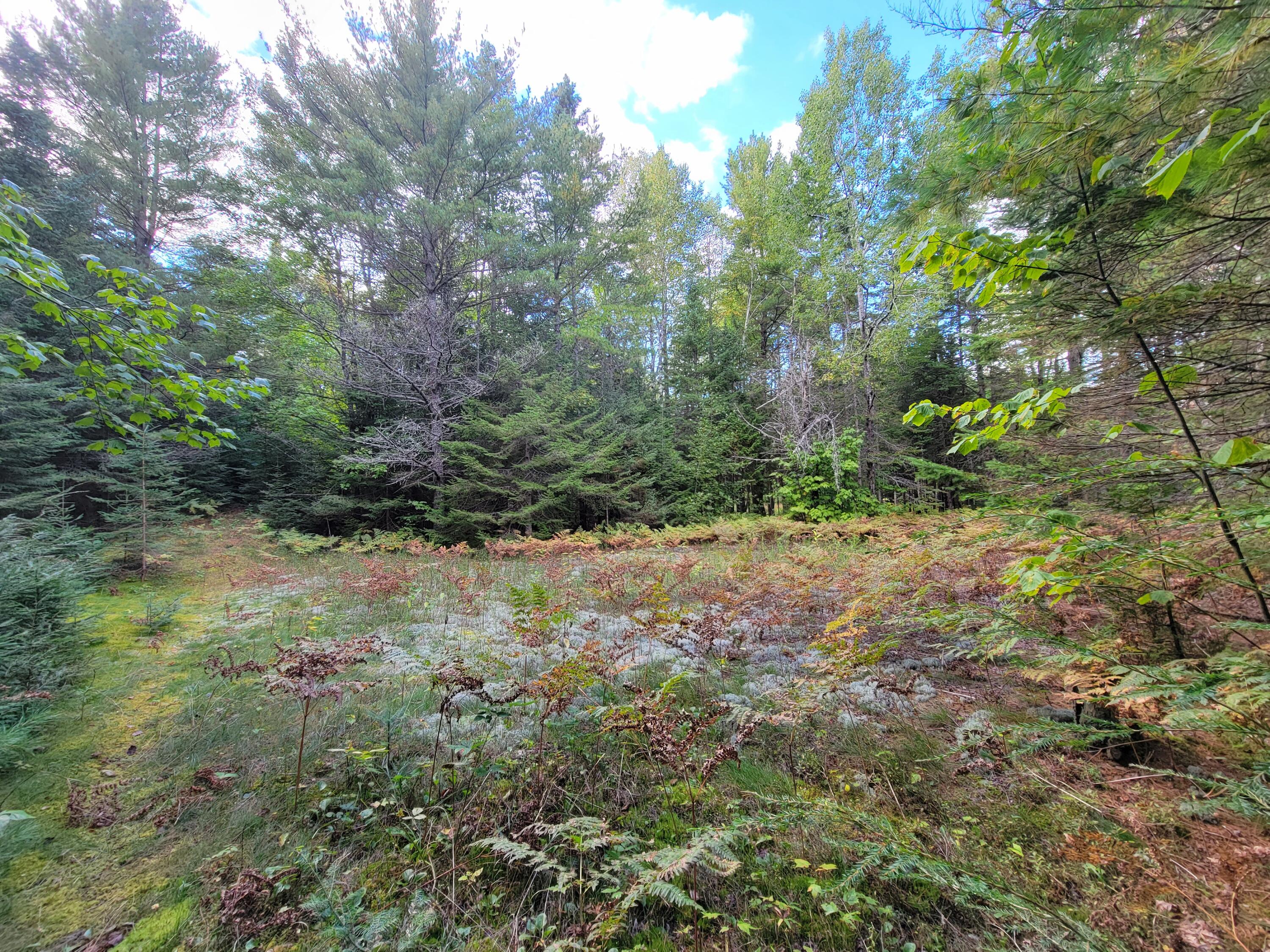 Lot 1 Brevort Camp Road Moran, MI 49760 - Photo 52 of 66 Gallery Image 52