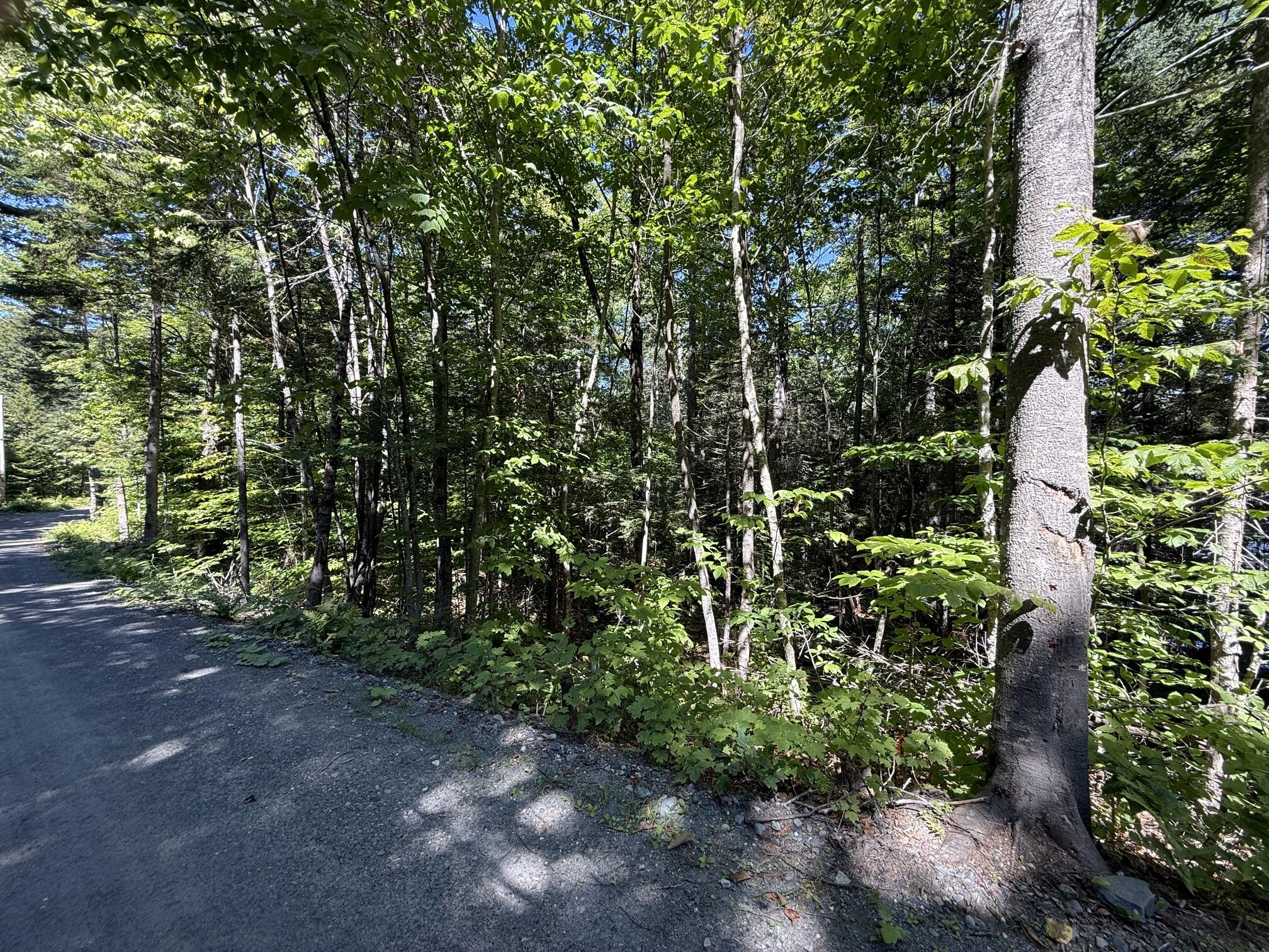 Lower Wilson Pond 4