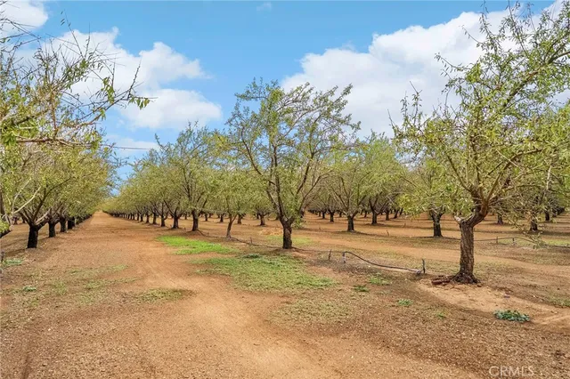 a street view with large trees