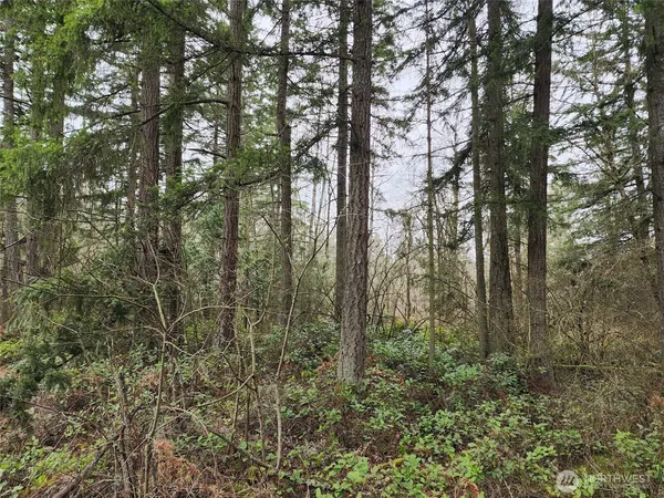 a view of forest