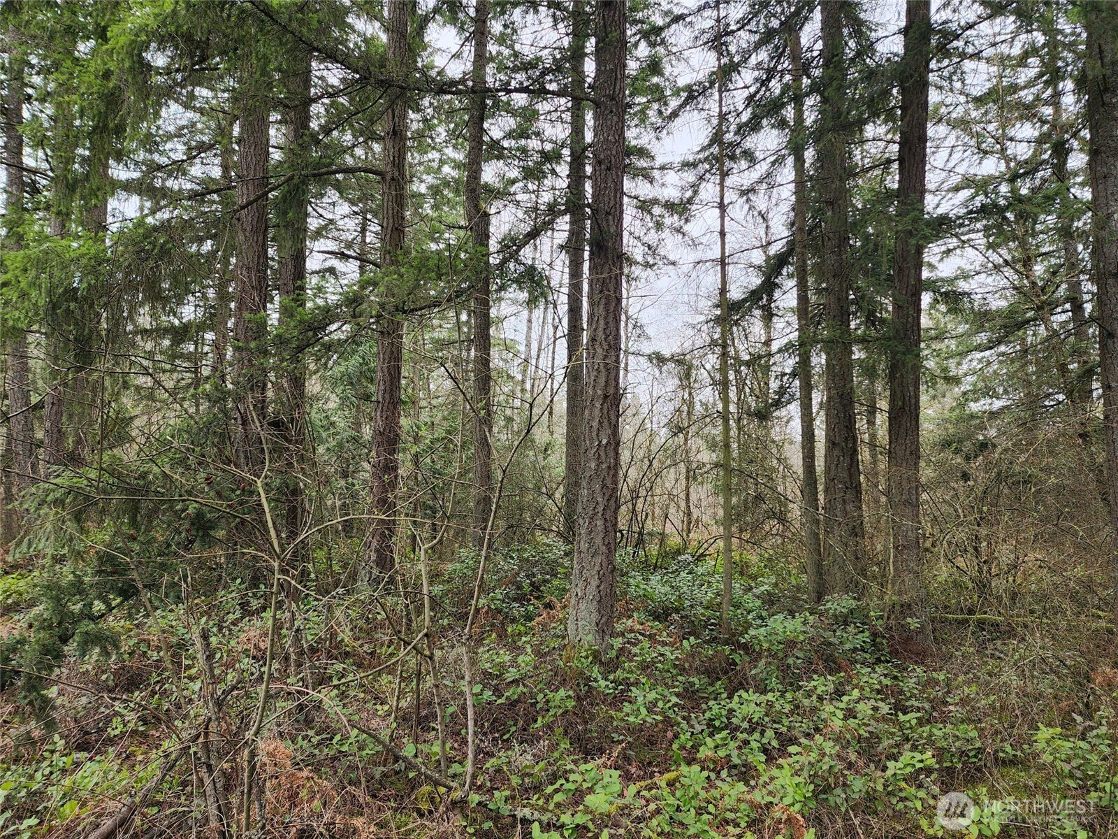 0 126th Avenue East Graham, WA 98338 - Photo 5 of 7