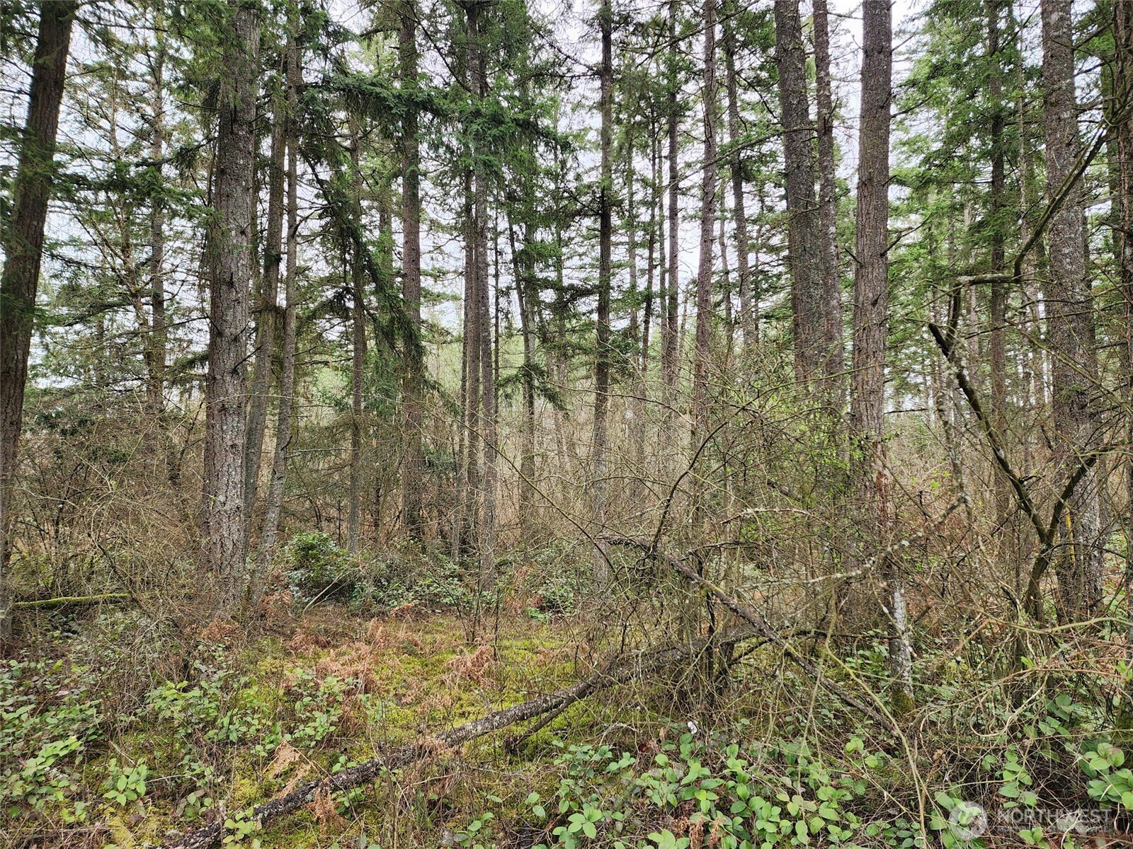 0 126th Avenue East Graham, WA 98338 - Photo 6 of 7 a view of forest