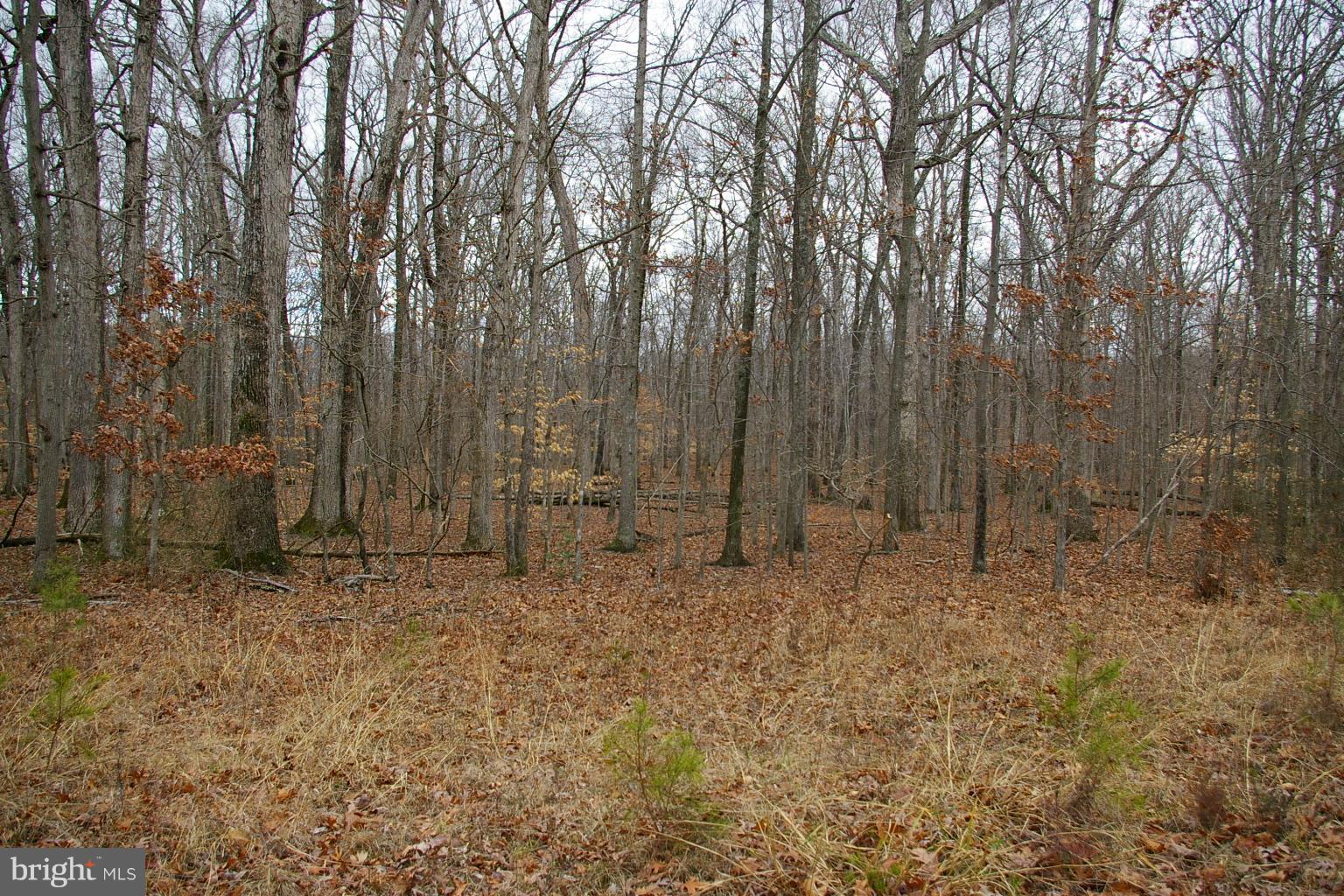 View of west lot boundary from Doyle Road