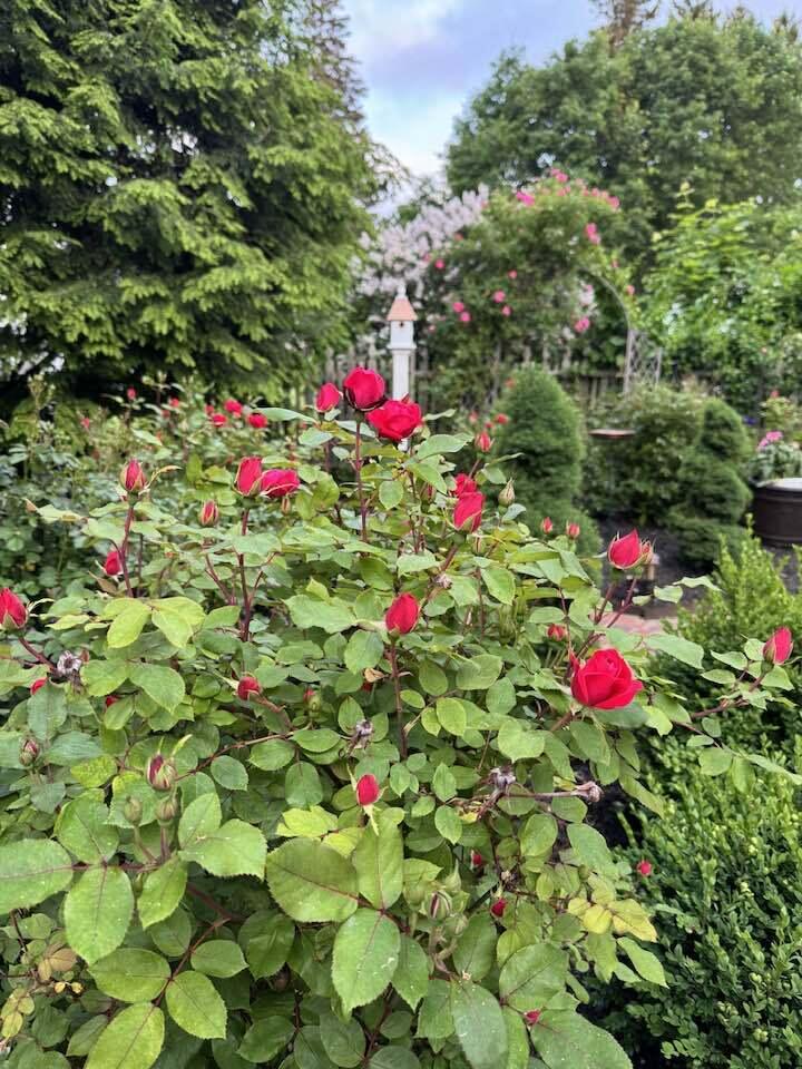 45 Mitchell Road South Portland, ME 04106 - Photo 81 of 86 Summer shot roses