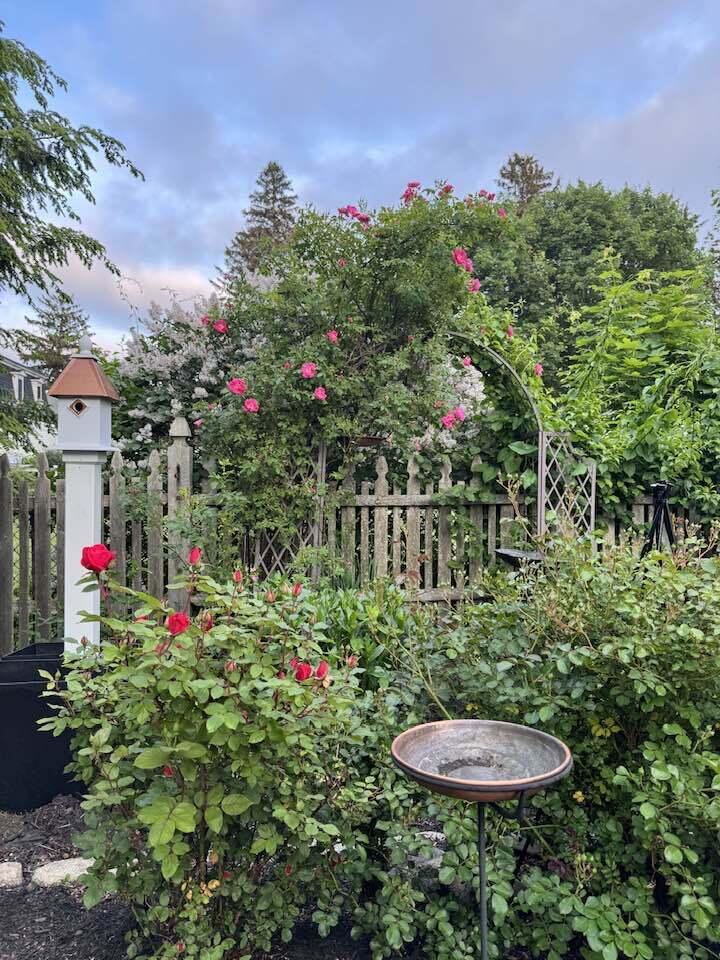 45 Mitchell Road South Portland, ME 04106 - Photo 84 of 86 Summer roses 2