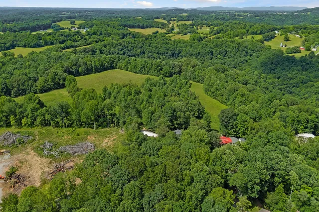 a view of a lush green forest with trees and grass