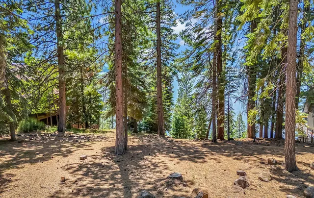 a street view with large trees