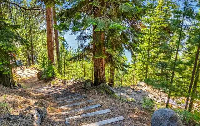 a view of a yard with plants and trees