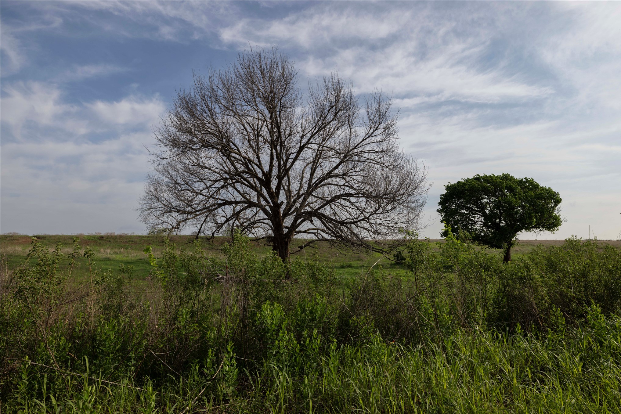 42 East 4500 Road Morrison, OK 73061 - Photo 4 of 37 Expansive rural acreage featuring open grassland with mature specimen trees, including a striking bare oak and leafy shade tree