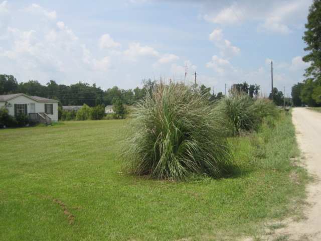 5111 Murray Johnson Road Conway, SC 29526 - Photo 13 of 14 Gallery Image 13