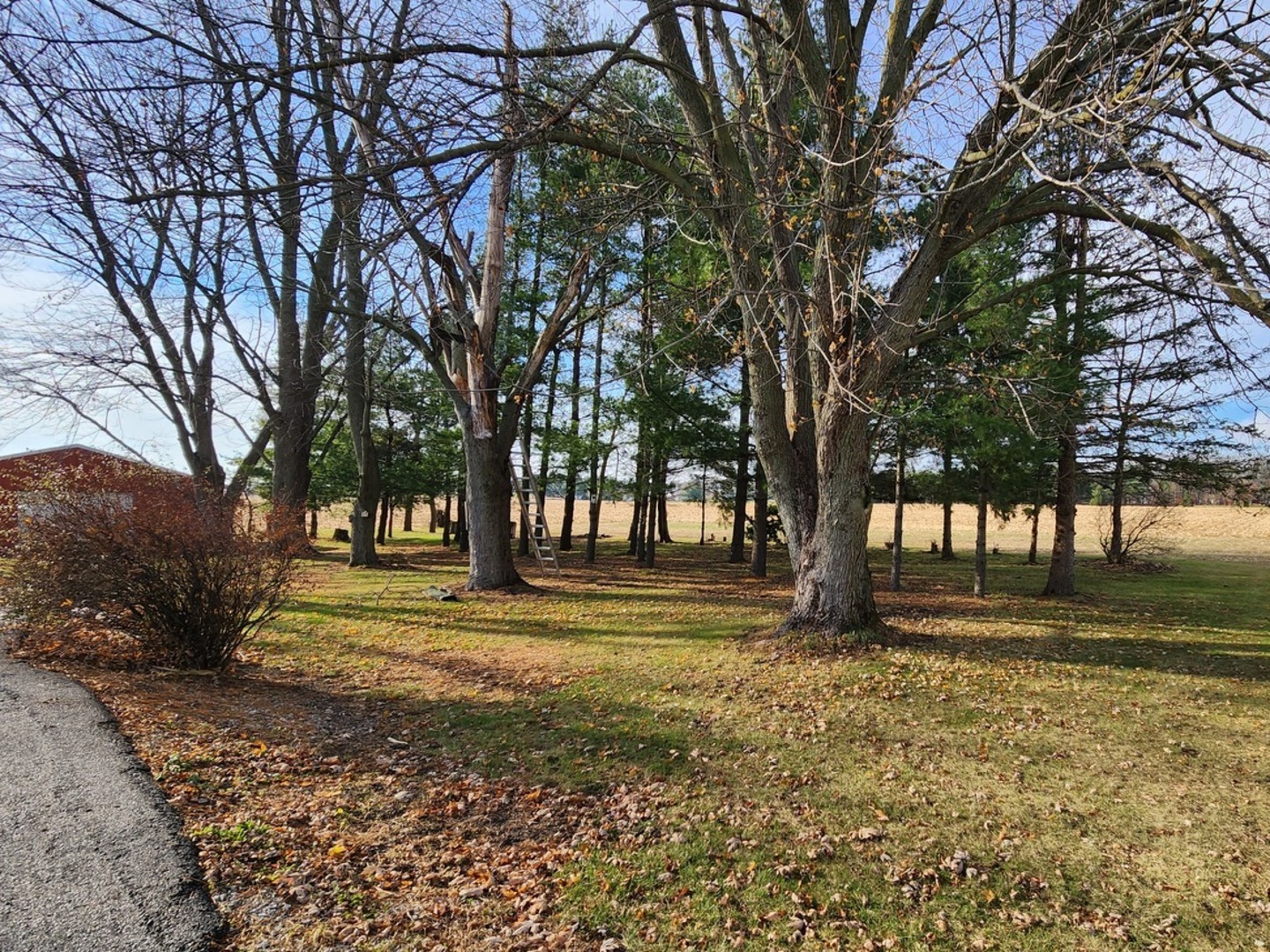 5906 East 3500S Road St. Anne, IL 60964 - Photo 5 of 16 a view of a yard with large trees
