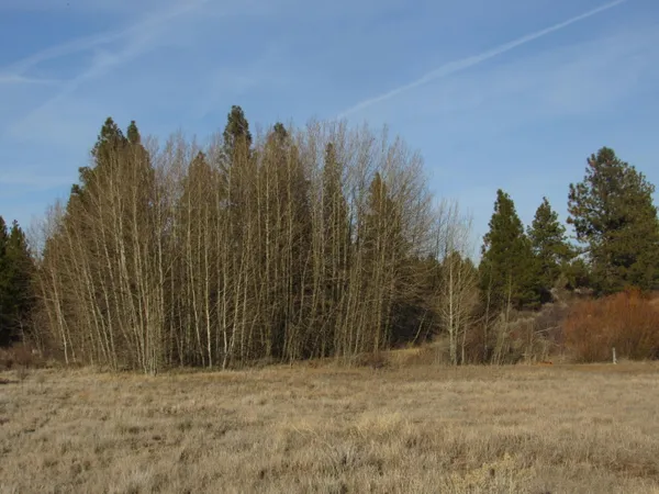 a view of a yard with trees in front of the house