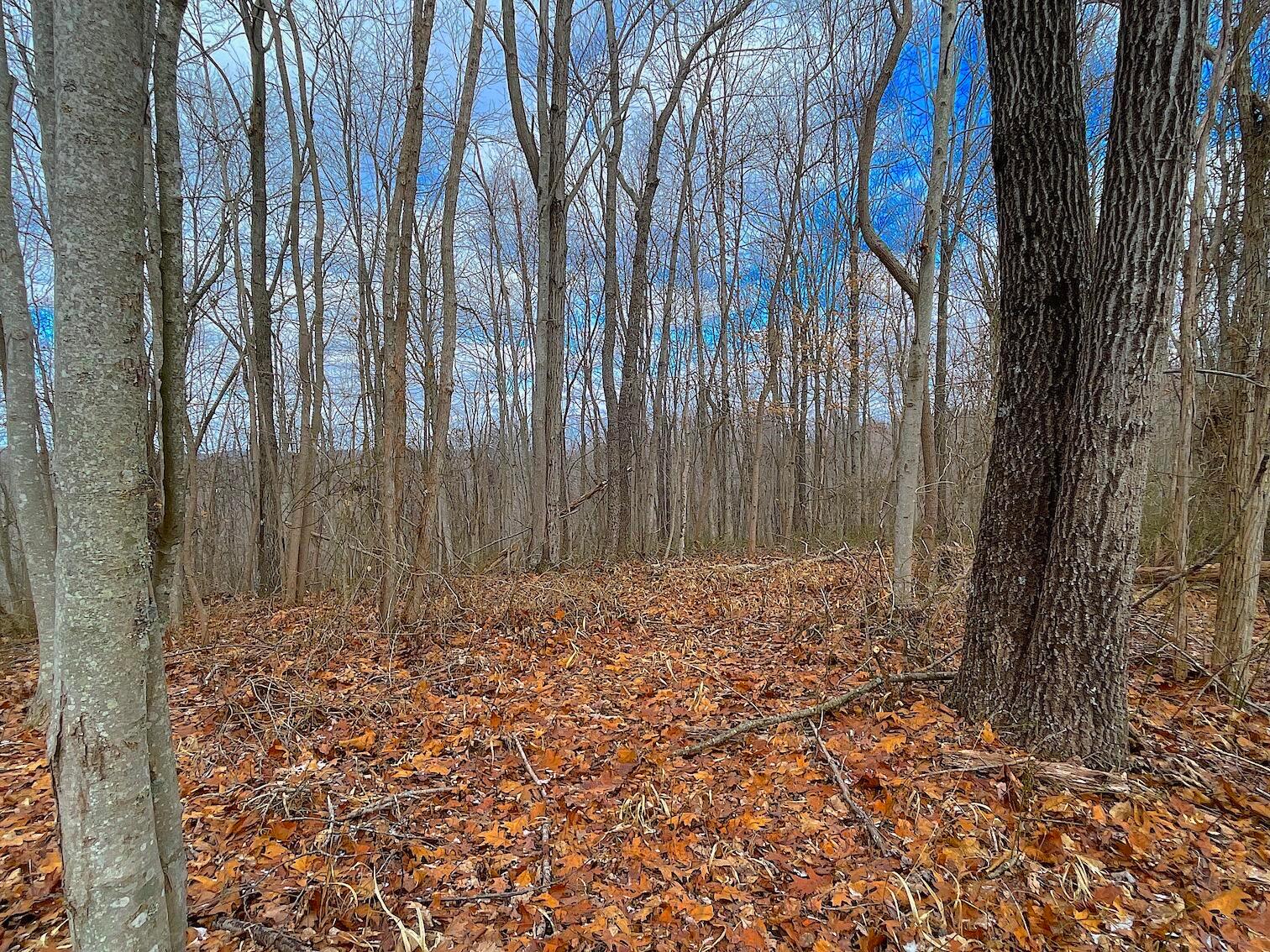 0 Hunting Run Road Lucasville, OH 45648 - Photo 23 of 39 IMG_0555