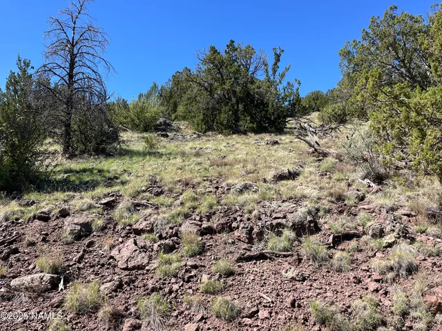 a view of a dry field with trees in the background