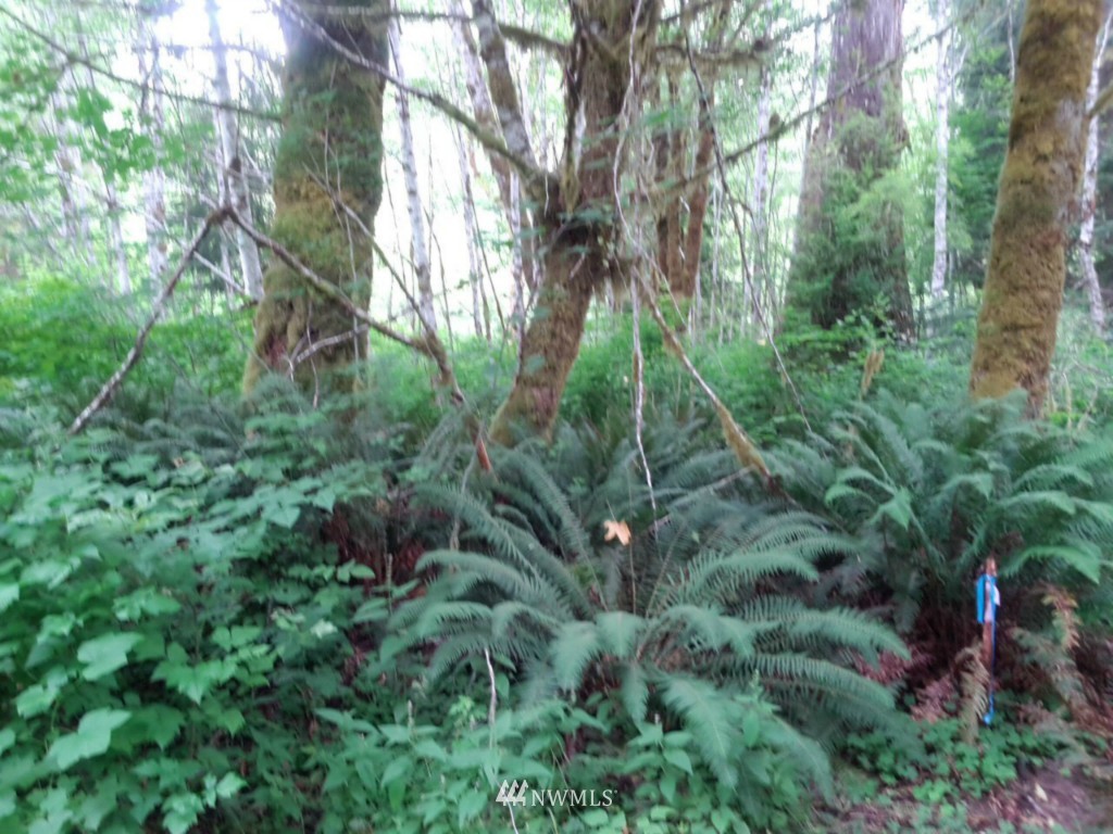 187159 R Highway 101 Forks, WA 98331 - Photo 3 of 5 Gallery Image 3
