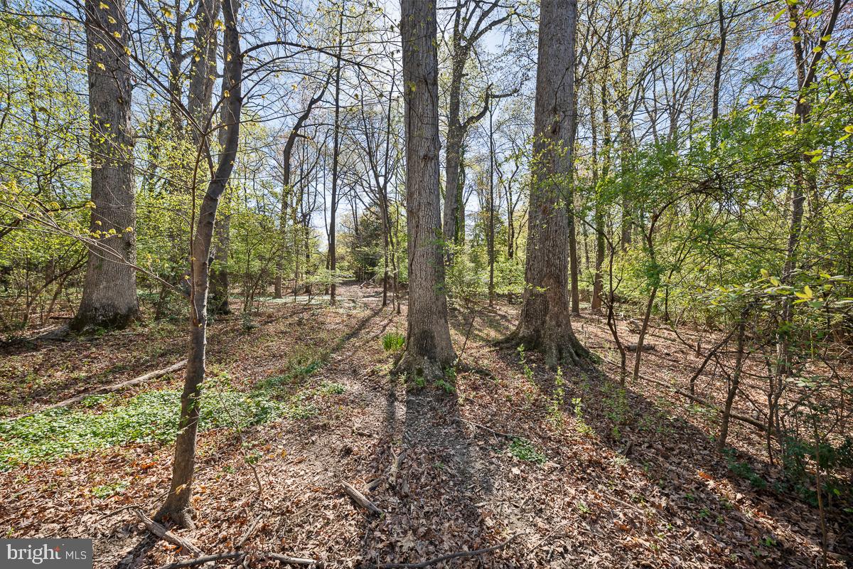 642 Springvale Road Great Falls, VA 22066 - Photo 48 of 50 a view of a forest with trees