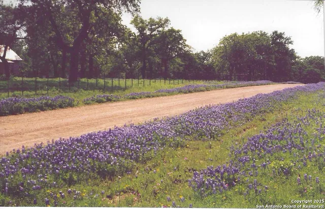 a view of a yard with a pathway