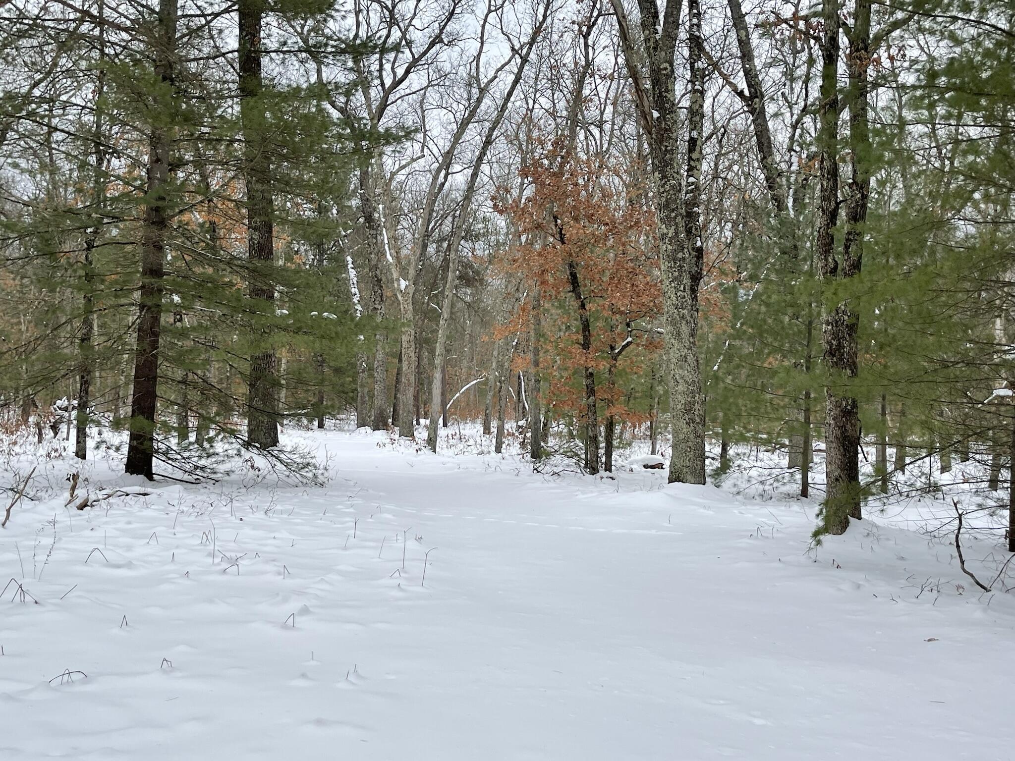 497 North Horseshoe Bend Road Manistee, MI 49660 - Photo 3 of 17 IMG_2214