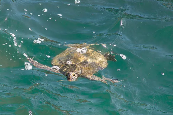 $1,500 | 467 Jackson Avenue, Unit BACK, Cape Canaveral, FL 32920