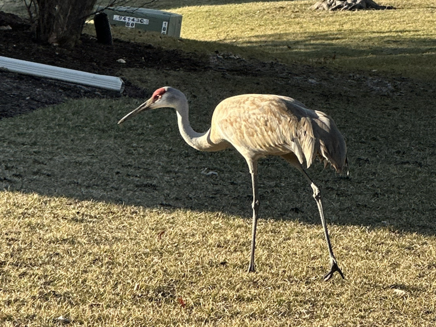 269 Enfield Lane Grayslake, IL 60030 - Photo 28 of 45