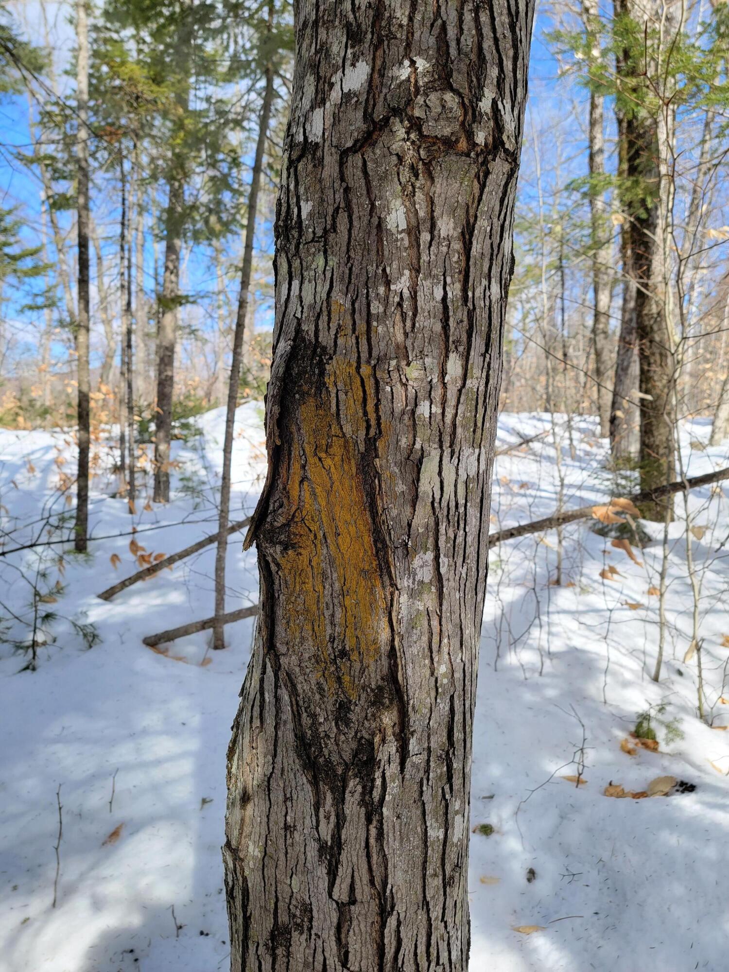 M3-l8a Roxbury Notch Road Roxbury, ME 04275 - Photo 12 of 37 Roxbury Notch Lot 8A