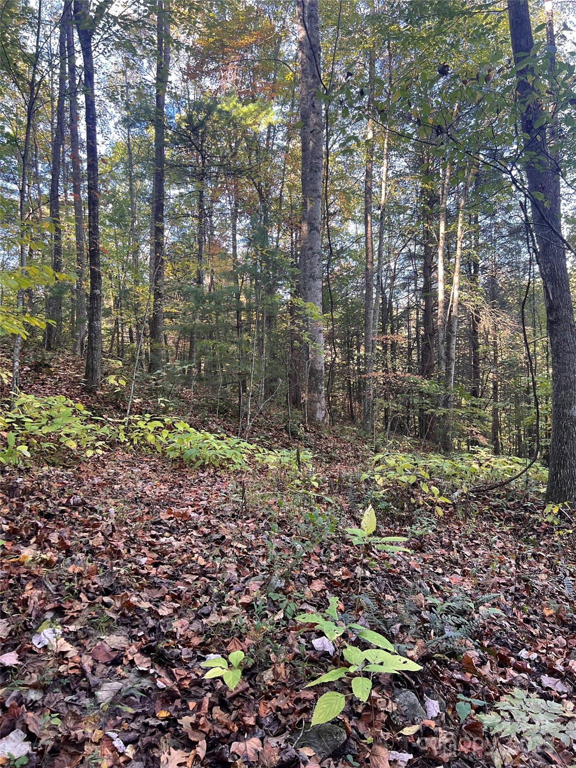 9999 Foxtown Road Hot Springs, NC 28743 - Photo 1 of 4 a view of forest