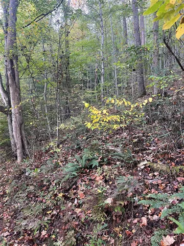 a view of a tree with a yard