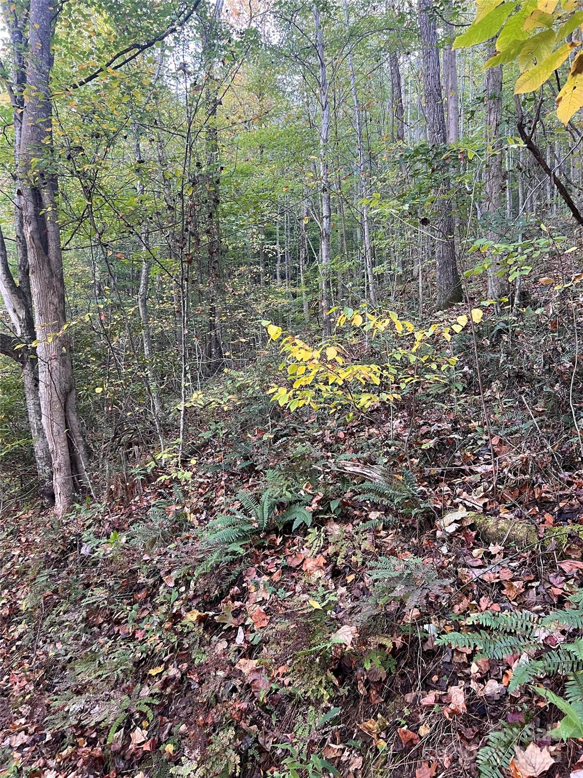9999 Foxtown Road Hot Springs, NC 28743 - Photo 3 of 4 a view of a tree with a yard