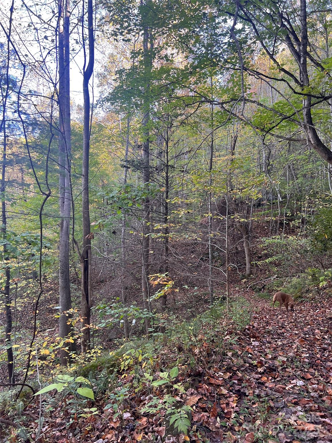 9999 Foxtown Road Hot Springs, NC 28743 - Photo 4 of 4 a backyard of a house with lots of green space