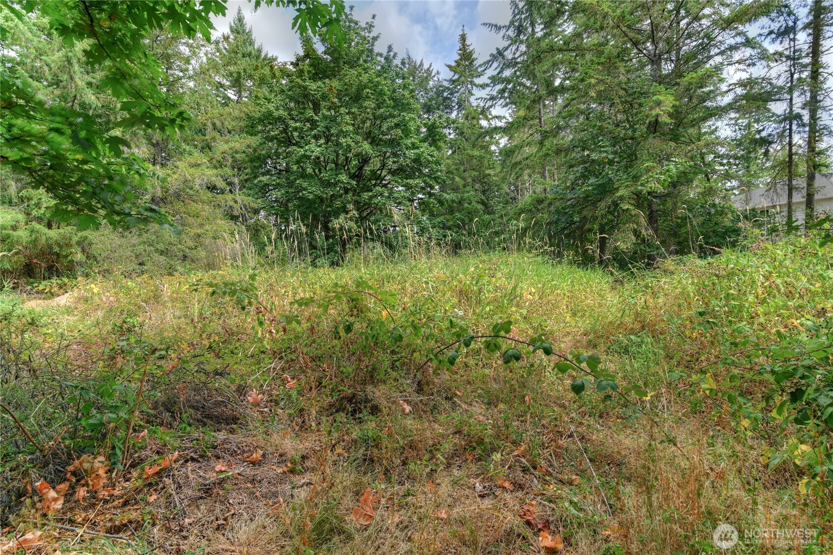 2411 Sleater Kinney Road Northeast Olympia, WA 98506 - Photo 6 of 14 a view of a lush green forest with large trees