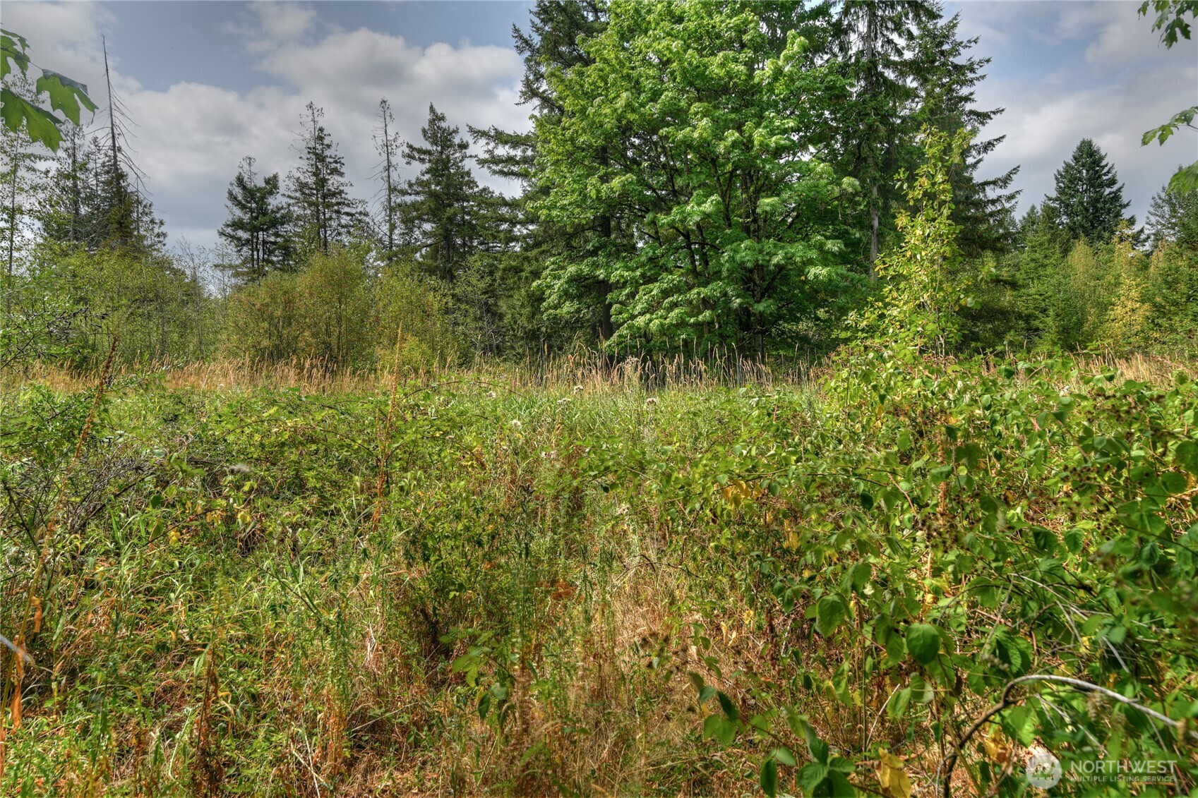 2411 Sleater Kinney Road Northeast Olympia, WA 98506 - Photo 7 of 14 a view of a bunch of plants and trees
