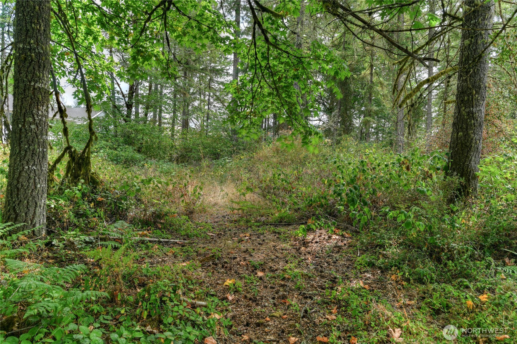 2411 Sleater Kinney Road Northeast Olympia, WA 98506 - Photo 8 of 14 a view of a lush green forest