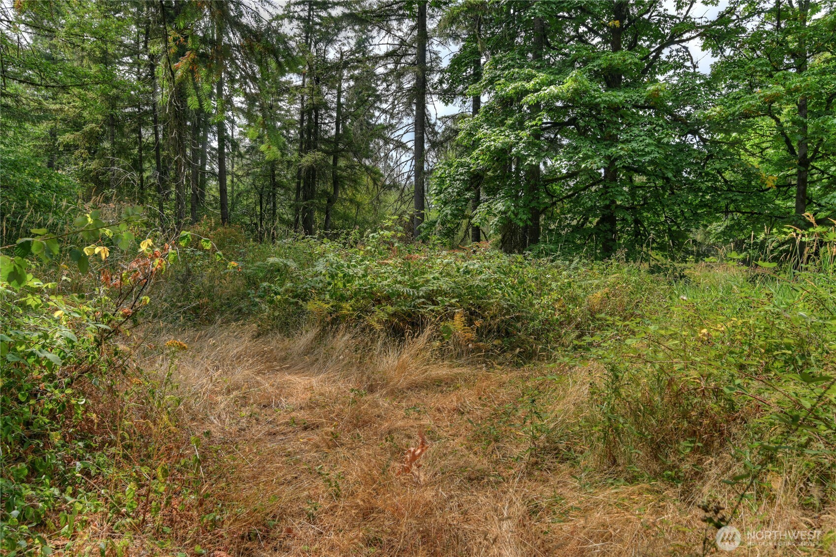 2411 Sleater Kinney Road Northeast Olympia, WA 98506 - Photo 9 of 14 a view of a forest with trees in the background