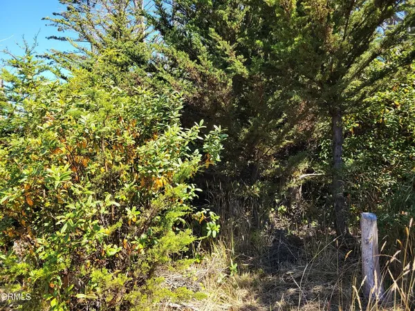 a view of a tree