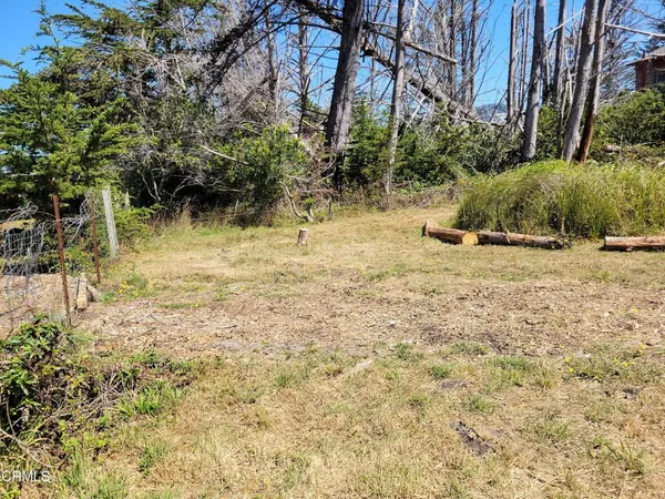 a view of a yard with plants and trees