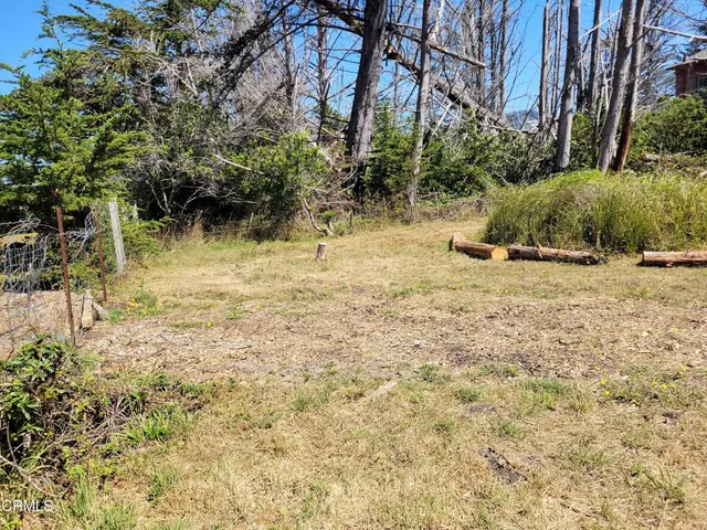 a view of a yard with plants and trees