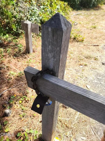 a picture of a tree with a plant