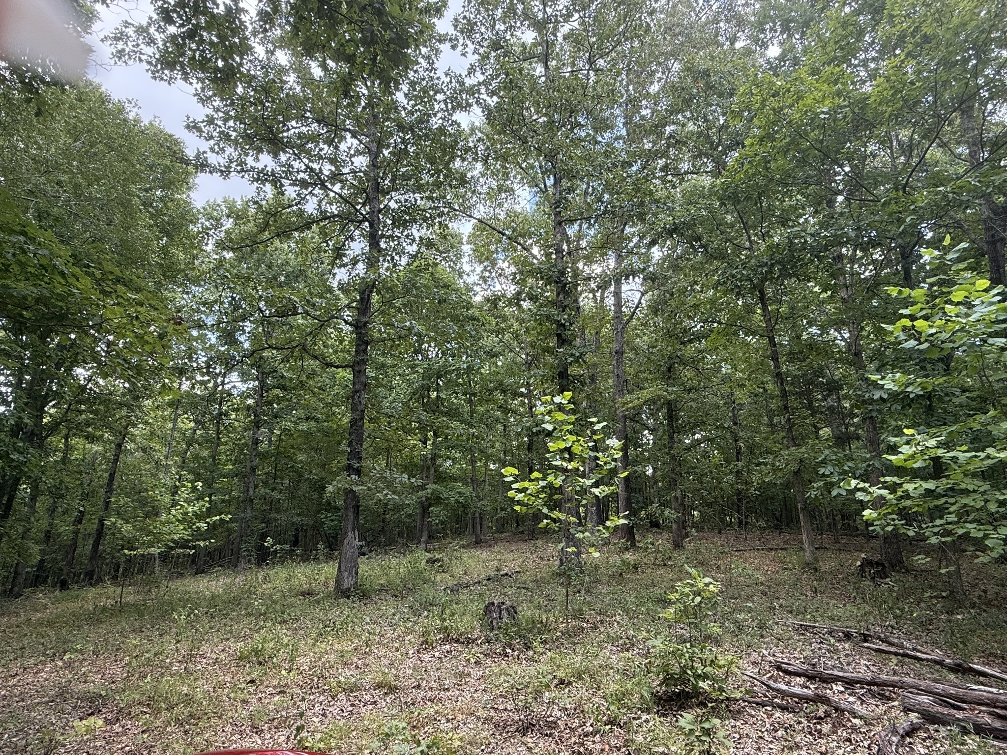 1338 Southside Road Southside, TN 37171 - Photo 3 of 4 a view of a forest