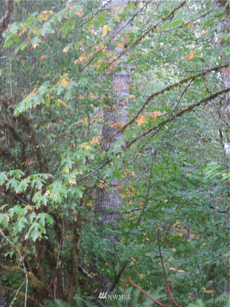 0 Calder Road Elma, WA 98541 - Photo 8 of 12 Gallery Image 8