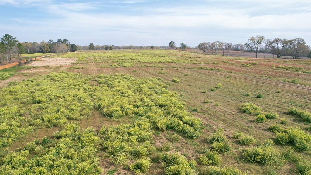 0 Travis Wise Road Samson, AL 36477 - Photo 10 of 21