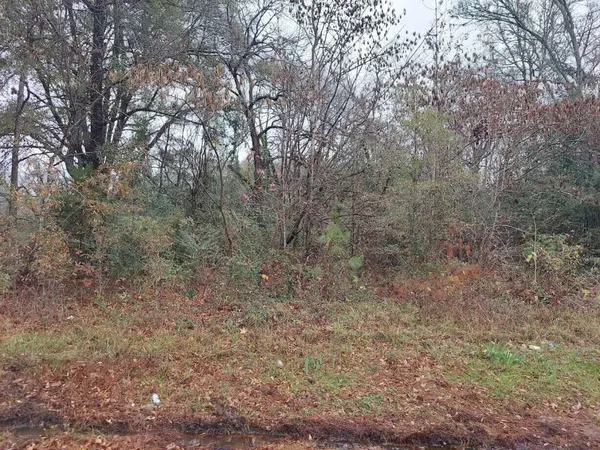 a view of a forest with trees in the background