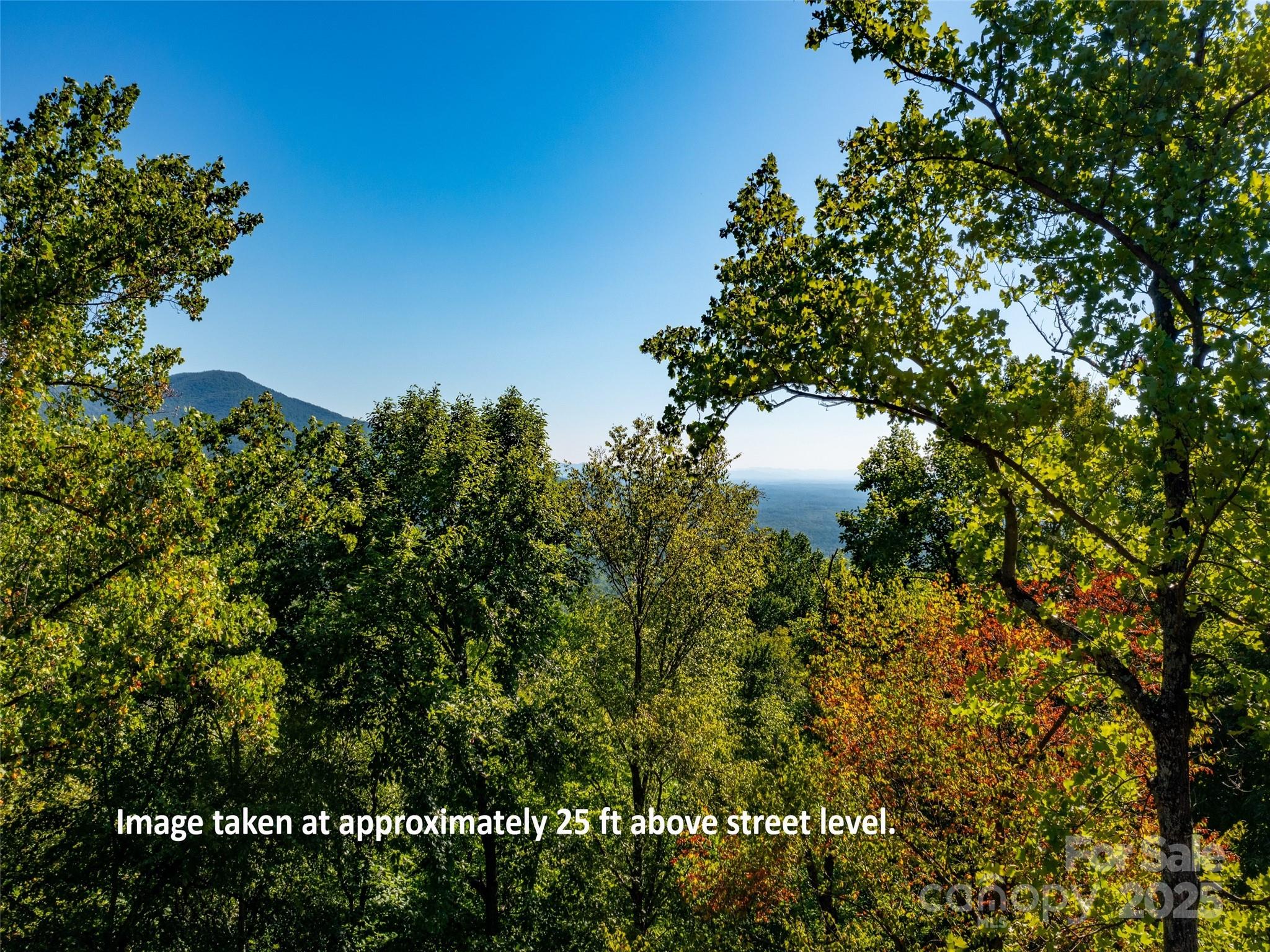 2140 Harm Creek Loop Mill Spring Mill Spring, NC 28756 - Photo 3 of 29 a picture of tree