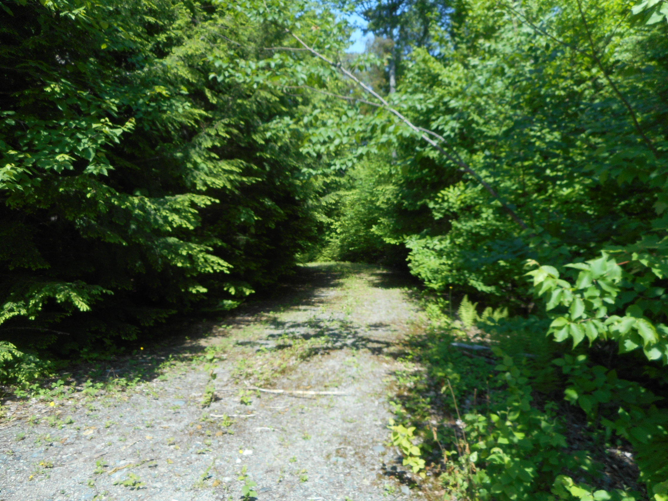 Tbd Eagle Ridge Road Lincoln, ME 04457 - Photo 4 of 10 DSCN2198