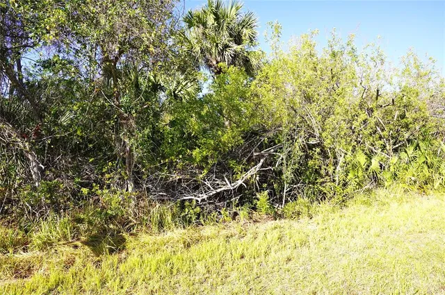 a view of a bunch of plants and small trees