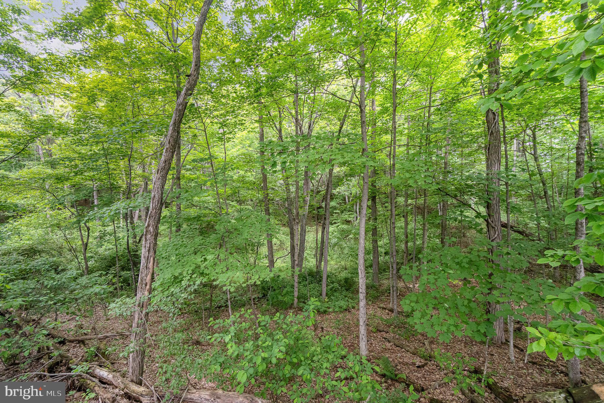 0 Dressler Ridge Road Mount Pleasant Mills, PA 17853 - Photo 8 of 11