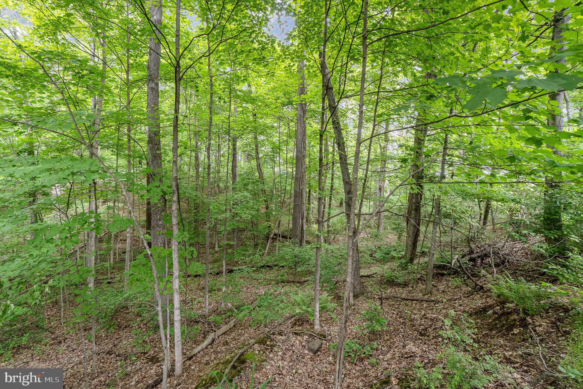 0 Dressler Ridge Road Mount Pleasant Mills, PA 17853 - Photo 9 of 11