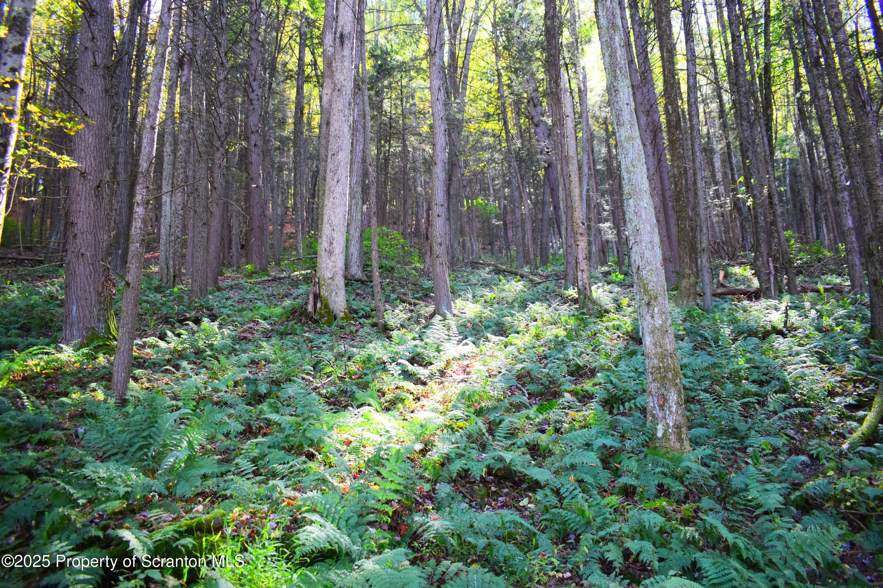 Graham Hollow Road Hallstead, PA 18822 - Photo 6 of 12 Woods